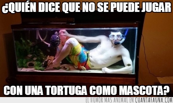 agua,bucear,buceo,humor,mascota,pecera,snorkel,tortuga,visor